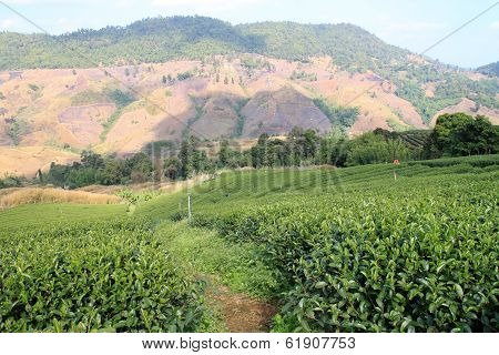 Tea Plantations