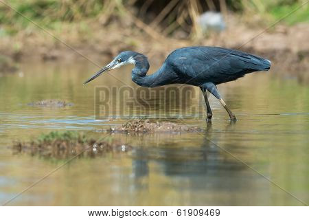 Western Reef Heron Hunting In A Pond