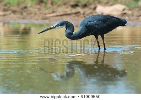 Western Reef Heron Ready To Strike
