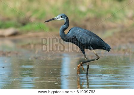 Western Reef Heron Walking In Shallow Water