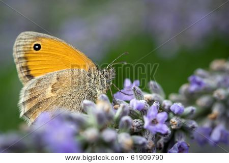Butterlfy macro on lavender flowers