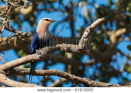 Blue-bellied Roller