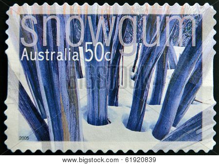 AUSTRALIA - CIRCA 2005: A stamp printed in australia shows Snowgum circa 2005