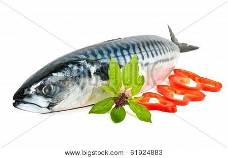 Fresh  Mackerel Fish Decorated With Pepper And Basil