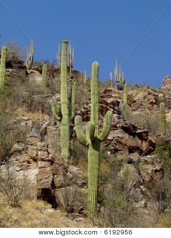 Saguaro kaktüs