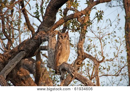 Eagle Owl