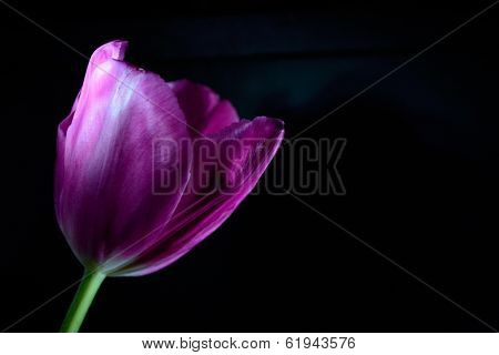 Tulip