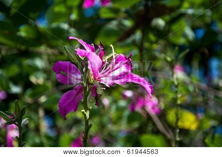 The flower of Bauhinia blakeana