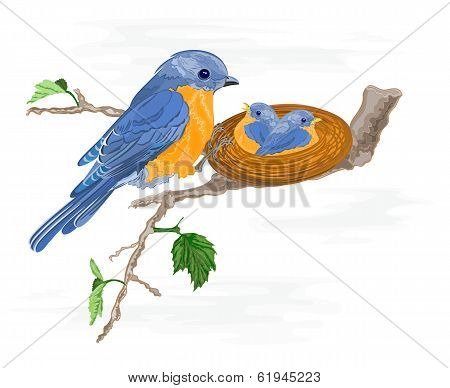 Birdie And Little Birds In The Nest
