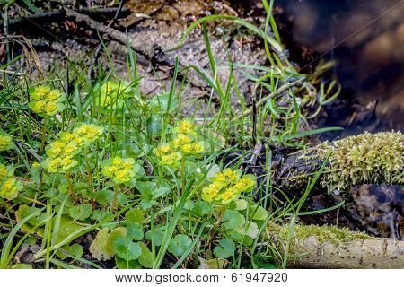 Spring Green Plant