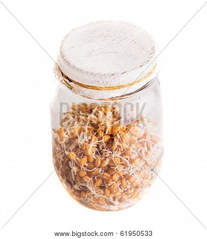 Top View Of Sprouting Weat Seeds Growing In A Jar
