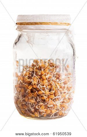 Sprouting Weat Seeds Growing In A Glass Jar