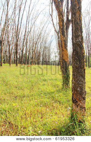 Rubber Plants