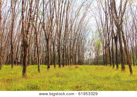 Rubber Plants