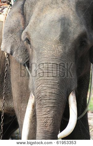 Elephants On Rubber Tree Plantation