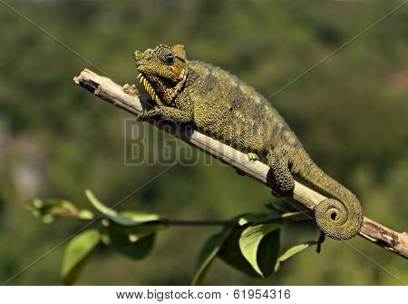 African Chameleon