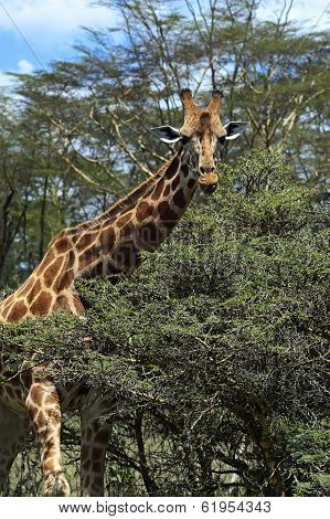 Giraffe