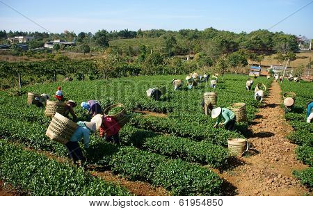 Tea Picker Pick Tea Leaf On Agricultural Plantation