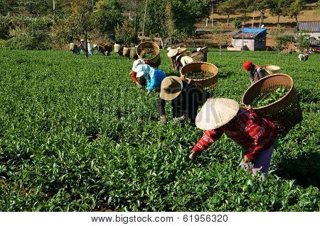 Tea Picker Pick Tea Leaf On Agricultural Plantation