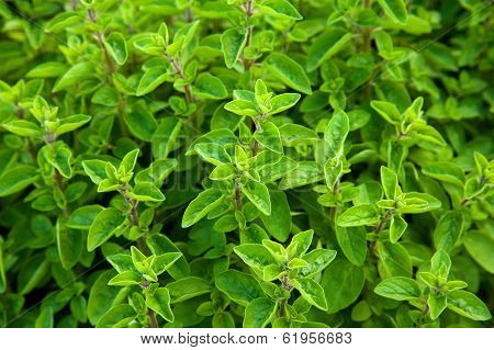 Marjoram
