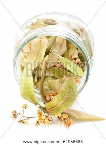 Lime Leaves And Flowers