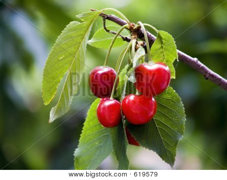 Ciliegie sull'albero