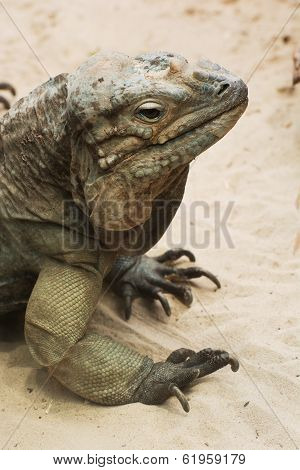 Ctenosaura Melanosterna
