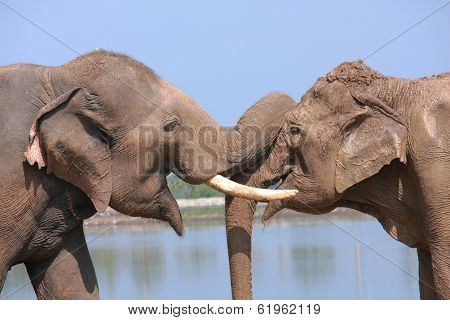 Elephant Behavior