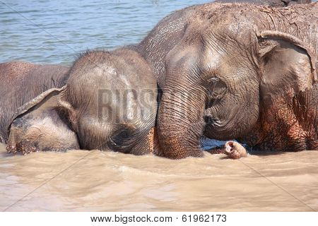 Elephant Relationship