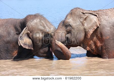 Elephant Relationship