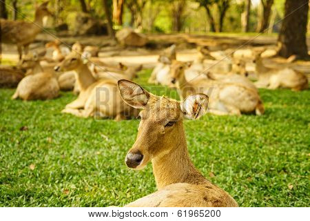 Brow-antlered Deers