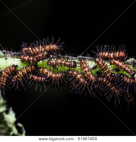 Butterfly Caterpillar