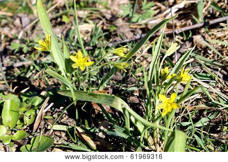 Gagea yellow