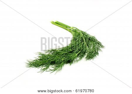Fresh Dill