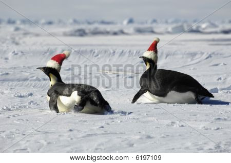 คู่เพนกวินวันคริสต์มาส