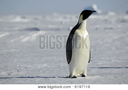 Pinguim curioso