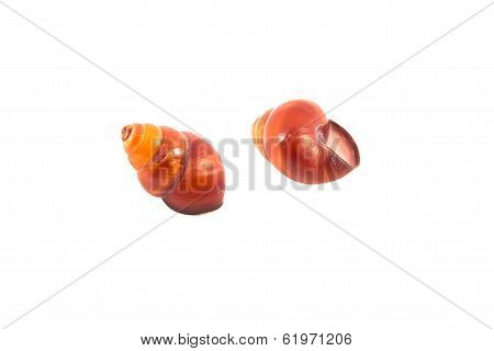 Snail shell