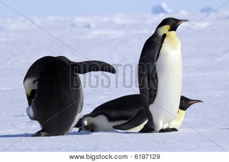 Grupo do pinguim-imperador