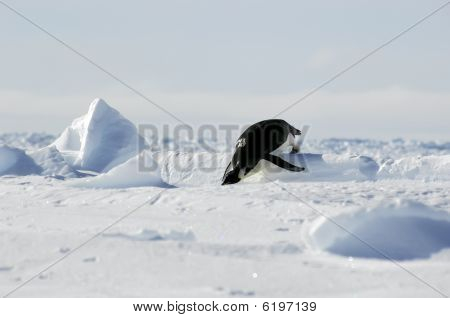 Pinguim