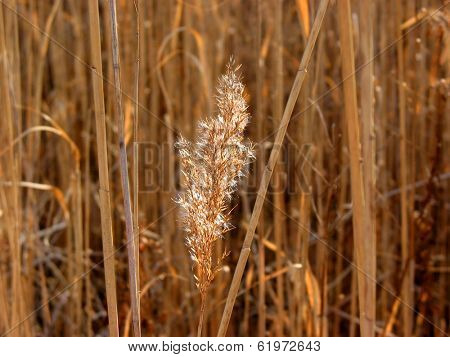 Dry reed flower backlit with winter sun, on warm brown background of reed stems