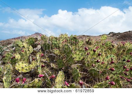 Cacti, Rock And Sky
