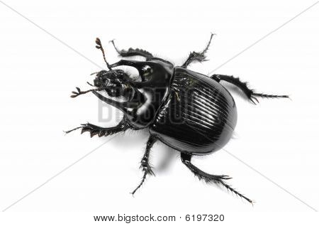 Taurus Beetle na białym tle