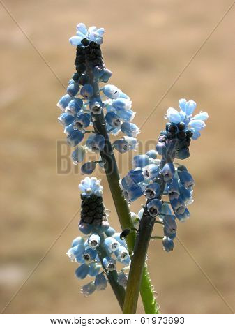 Grape hyacinth, or muskari, closeup with dew drops