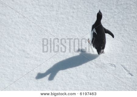 Pinguino in esecuzione