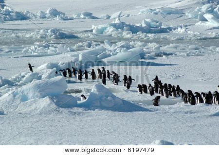 ผู้นำ กลุ่มเพนกวิน