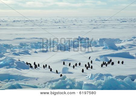 Penguin Group In Icescape