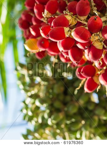 Lipstick Palm Or Sealing-wax Palm Or  Raja Palm Under Sunlight