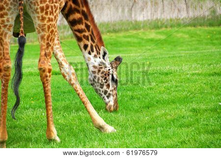 Tall giraffe spreading his legs to reach the grass