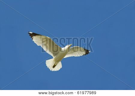 Flying seagull in blue sky