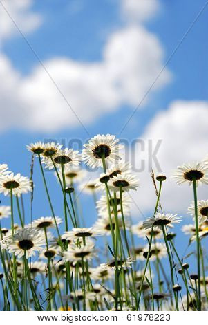 Summer daises with blue sky
